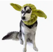 What's Under The Hood Pet Hat