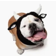 What's Under The Hood Pet Hat