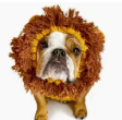 What's Under The Hood Pet Hat