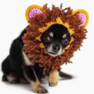 What's Under The Hood Pet Hat